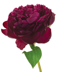 Peony Red Shawnee Chief 5st