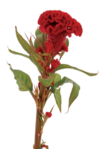 Celosia Coxcomb Red Chief Carm BU