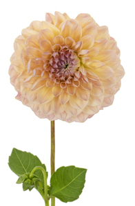 Dahlia Salmon 10st California