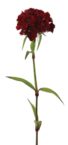 Dianthus Amazon Burgundy BU