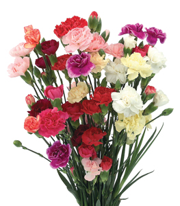 Mini Carnation Asst 12 Stemp