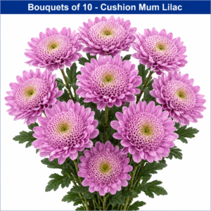 Mum Disbud Anem. Marshmllw BU
