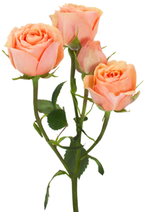 SpRose Pch Baby Rosev BU
