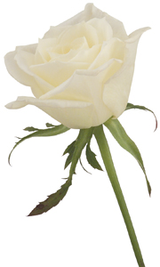 Sweetheart Rose Wht Eskimo set of 5 stemp