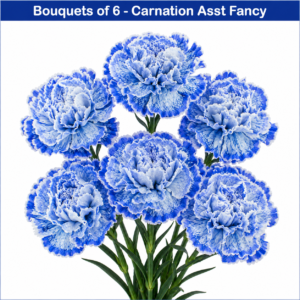 bouets of 6 carnation