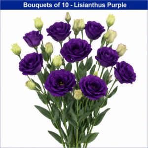 lisianthus purple